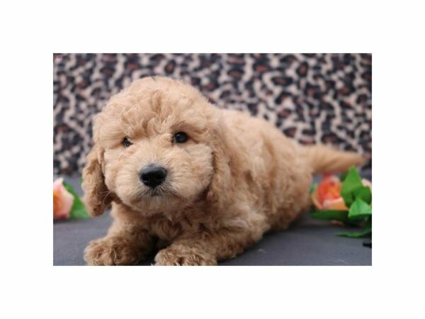 Mini Goldendoodle DOG Male lt gldn 21051 Petland Racine, Wisconsin