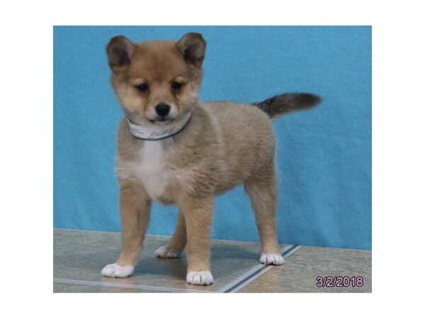 Shiba Pom DOG Female Red Sesame 21049 Petland Racine, Wisconsin