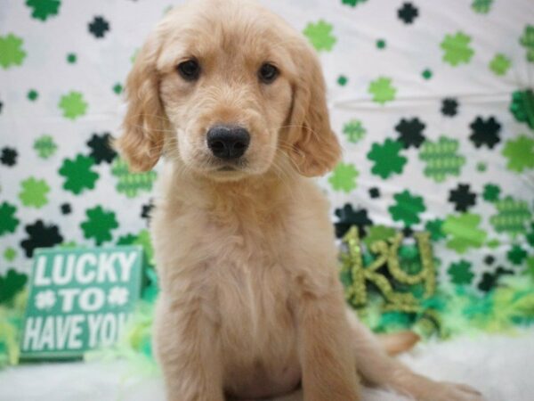 Golden Retriever DOG Female WH GOLD 21059 Petland Racine, Wisconsin