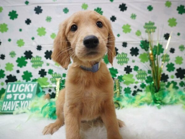 Golden Retriever DOG Female GOLDEN 21058 Petland Racine, Wisconsin