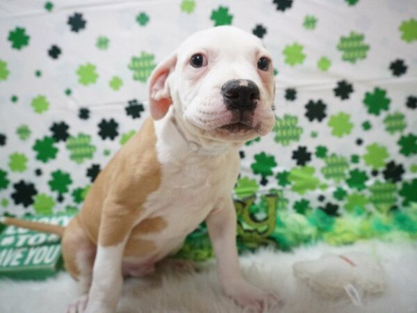 American Bulldog DOG Male RD WH 21060 Petland Racine, Wisconsin