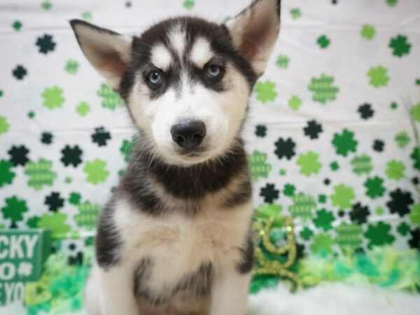 Siberian Husky DOG Male BLK/WH 21064 Petland Racine, Wisconsin