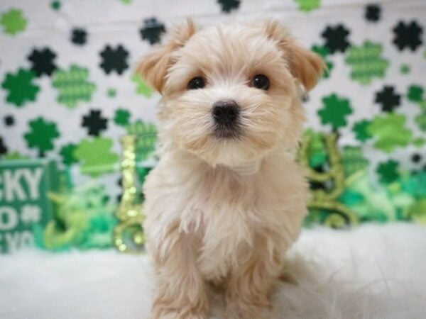 Morkie DOG Male BUFF 21065 Petland Racine, Wisconsin