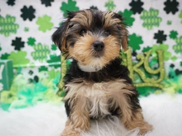 Morkie DOG Female BLK/TAN 21066 Petland Racine, Wisconsin