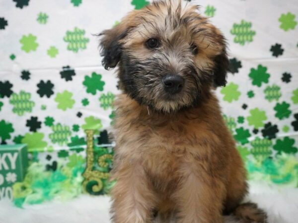 Soft Coated Wheaten Terrier DOG Male WHEATEN 21062 Petland Racine, Wisconsin