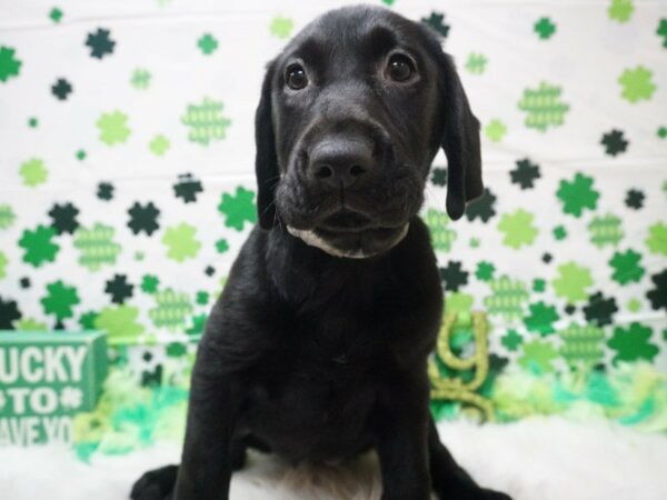 Labrador Retriever DOG Female BLACK 21063 Petland Racine, Wisconsin