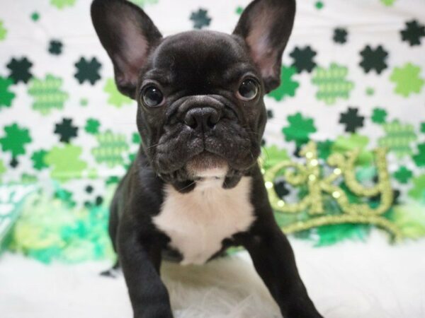 French Bulldog DOG Female BLK/BRINDLE 21070 Petland Racine, Wisconsin