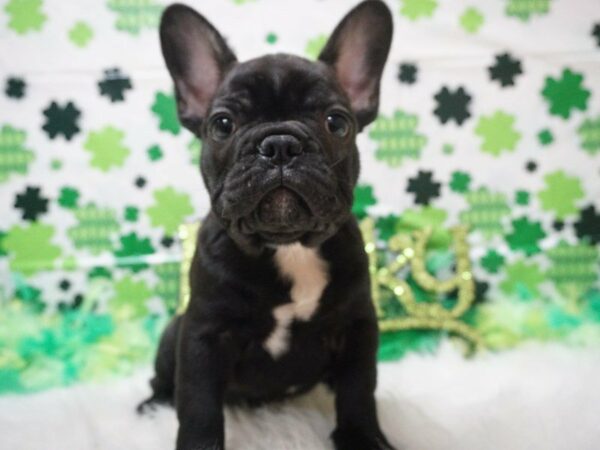 French Bulldog DOG Male BLK/BRINDLE 21069 Petland Racine, Wisconsin