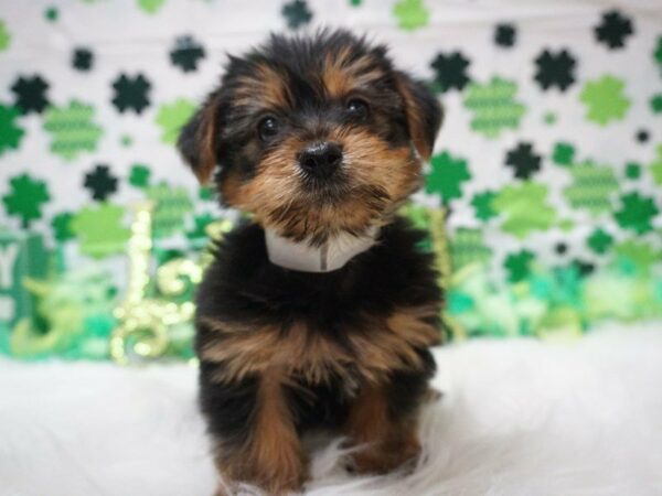 Yorkshire Terrier DOG Male BLUE/GOLD 21071 Petland Racine, Wisconsin