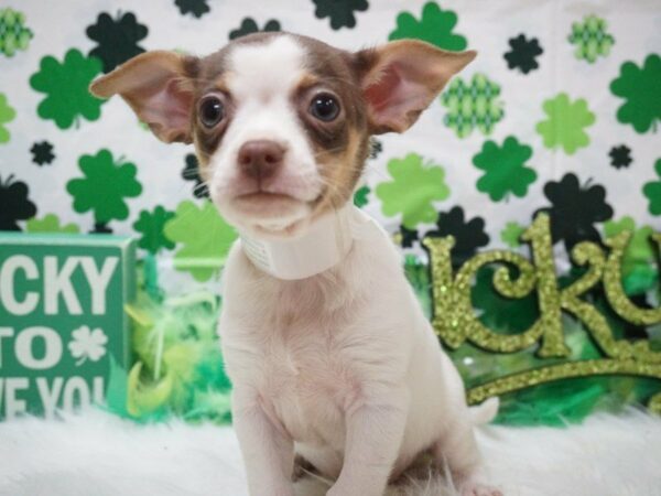 Chihuahua-DOG-Male-CHOC TRI-21067-Petland Racine, Wisconsin