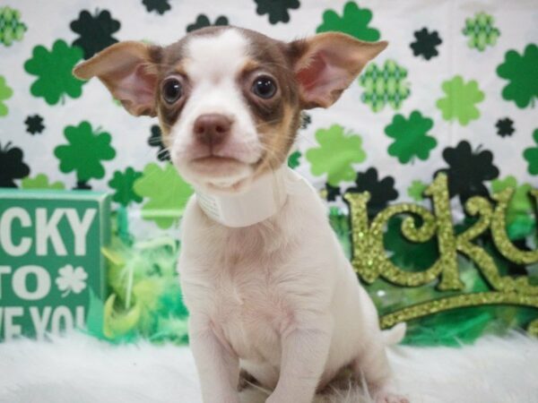 Chihuahua DOG Male CHOC TRI 21067 Petland Racine, Wisconsin