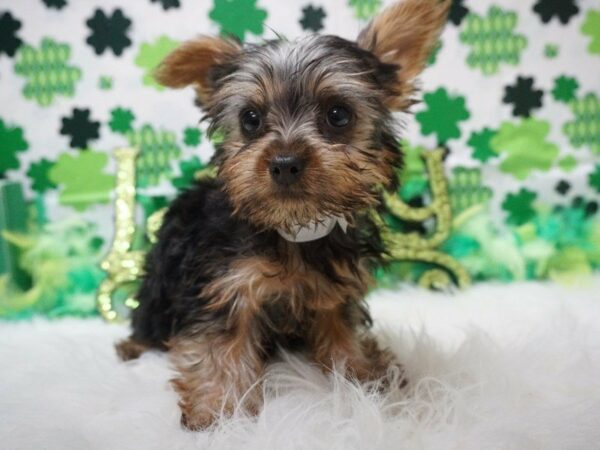 Silky Terrier DOG Female BLK/TAN 21068 Petland Racine, Wisconsin