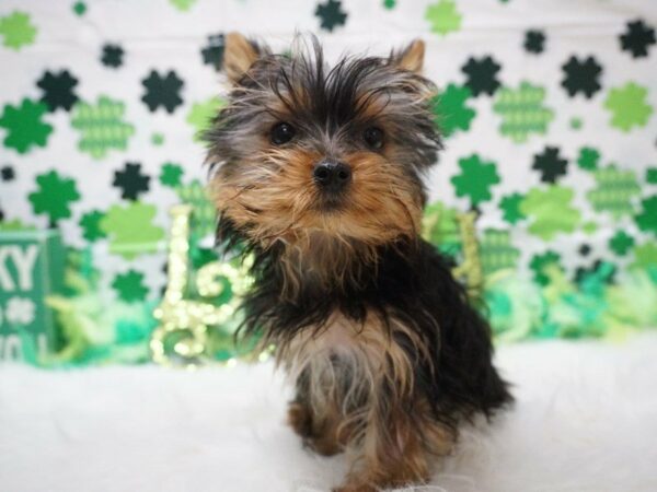 Yorkshire Terrier DOG Male Black / Tan 21021 Petland Racine, Wisconsin