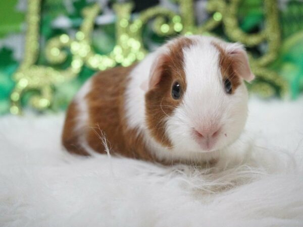 Guinea Pig GUINEA PIG Female 21074 Petland Racine, Wisconsin