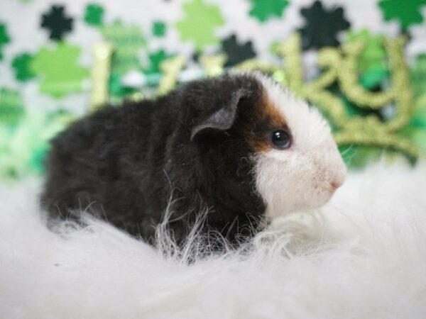 Guinea Pig GUINEA PIG Male 21072 Petland Racine, Wisconsin