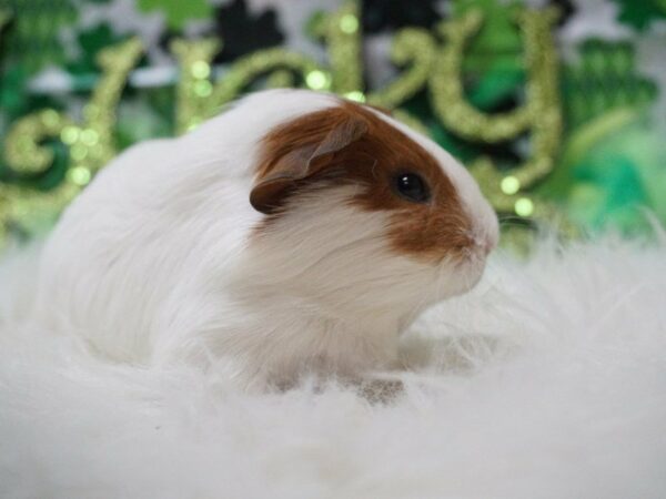 Guinea Pig GUINEA PIG Female 21075 Petland Racine, Wisconsin