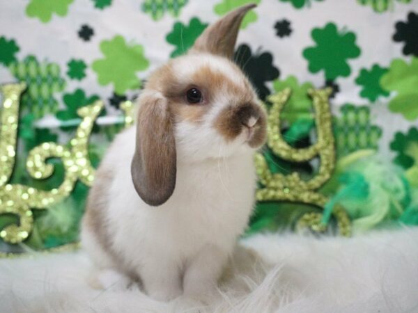 Holland Lop RABBIT Male 21041 Petland Racine, Wisconsin