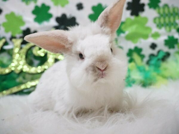 Holland Lop RABBIT Male 21040 Petland Racine, Wisconsin