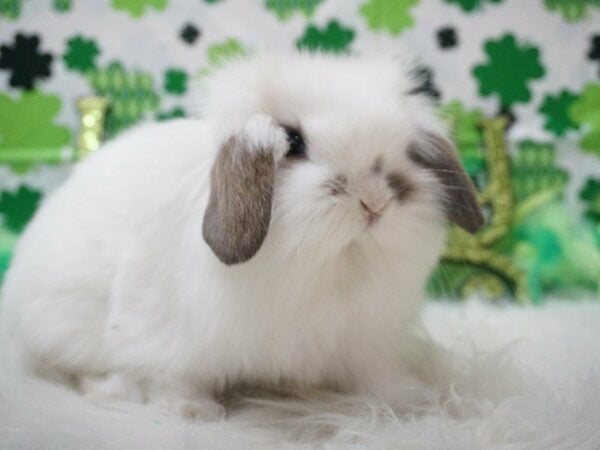 Holland Lop RABBIT Male 21039 Petland Racine, Wisconsin