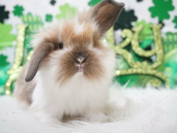 Holland Lop RABBIT Male 21044 Petland Racine, Wisconsin