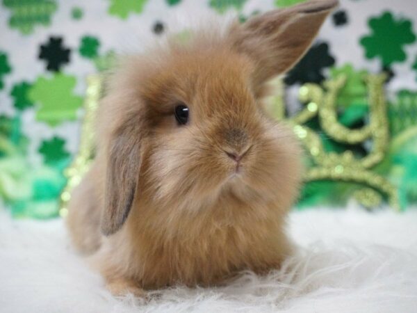 Holland Lop RABBIT Male 21043 Petland Racine, Wisconsin