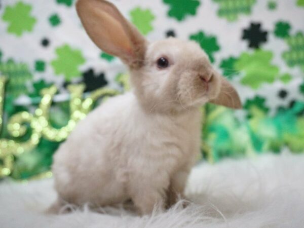 Holland Lop RABBIT Male 21042 Petland Racine, Wisconsin