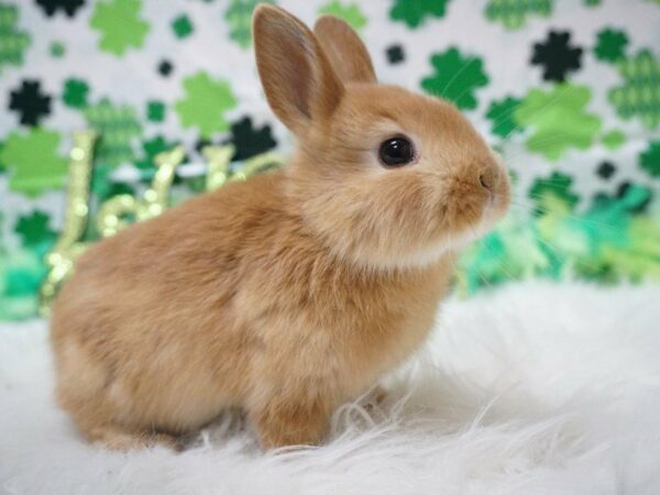 Mini Satin RABBIT Male 21037 Petland Racine, Wisconsin