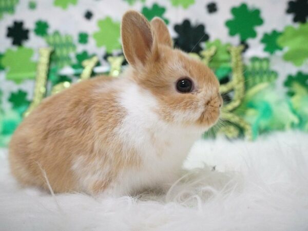 Mini Satin RABBIT Male 21038 Petland Racine, Wisconsin