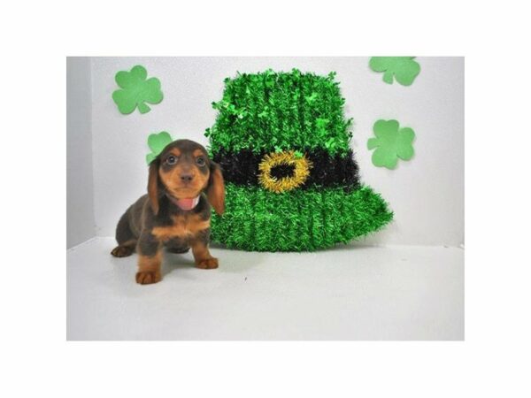 Dachshund-DOG-Male-Chocolate / Tan-21087-Petland Racine, Wisconsin