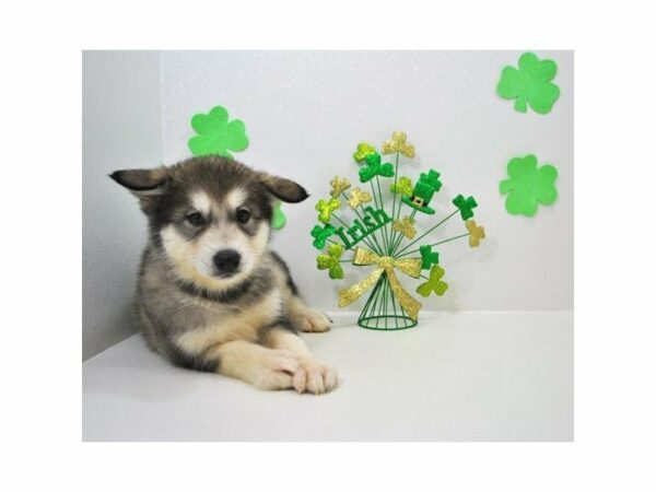 Alaskan Malamute-DOG-Male-Gray / White-21088-Petland Racine, Wisconsin