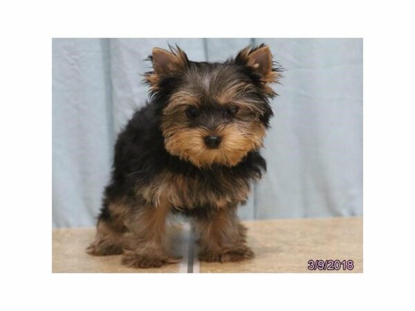 Yorkshire Terrier DOG Female Black / Tan 21098 Petland Racine, Wisconsin