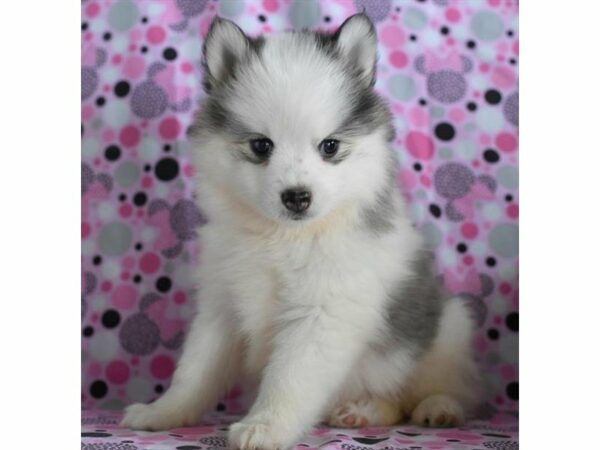 Pomsky DOG Female Gray / White 21103 Petland Racine, Wisconsin