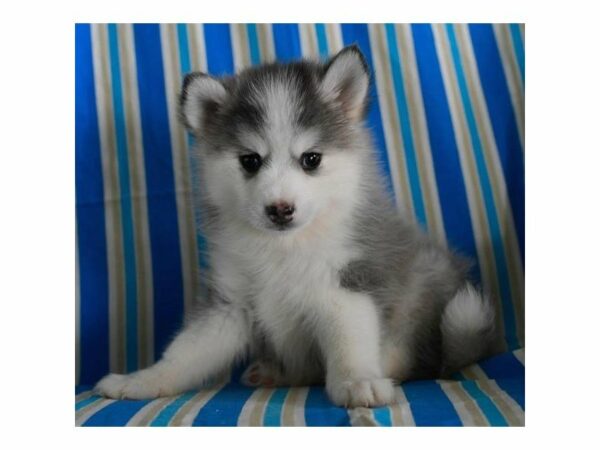 Pomsky DOG Male Gray / White 21102 Petland Racine, Wisconsin