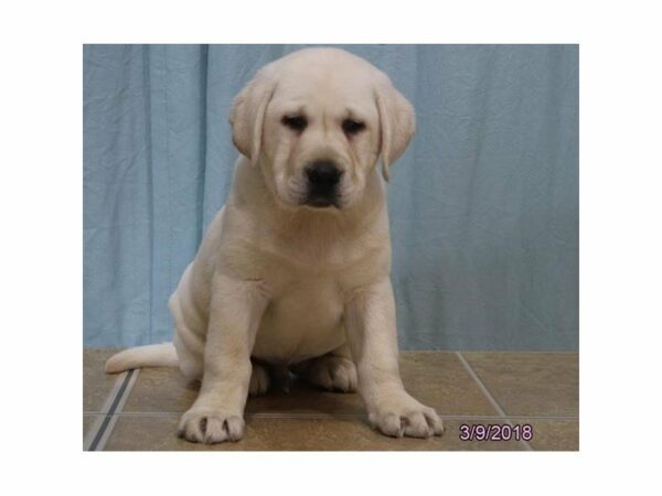 Labrador Retriever DOG Male Yellow 21096 Petland Racine, Wisconsin