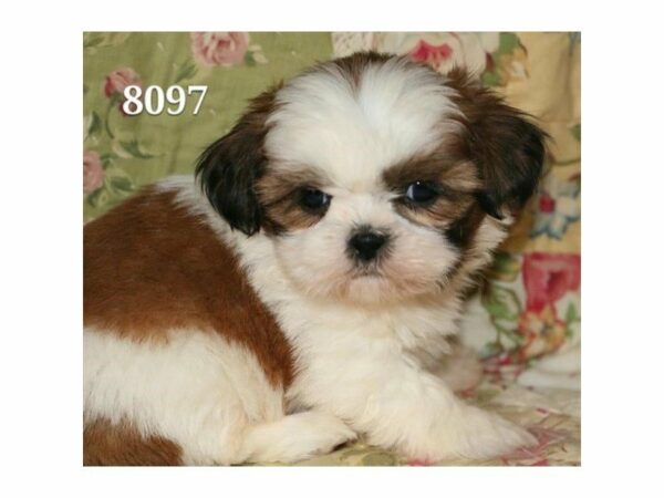 Shih Tzu DOG Female Red / White 21093 Petland Racine, Wisconsin