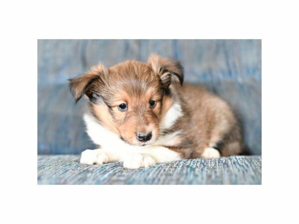 Shetland Sheepdog DOG Male Sable / White 21091 Petland Racine, Wisconsin