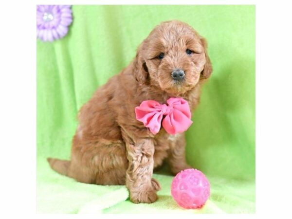 Mini Goldendoodle DOG Female Red 21101 Petland Racine, Wisconsin