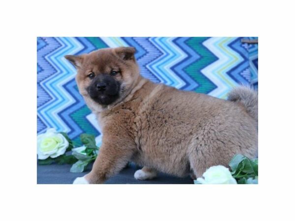 Shiba Inu DOG Male rd sesme 21095 Petland Racine, Wisconsin