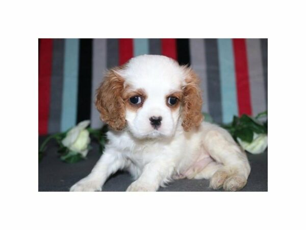 Cavalier King Charles Spaniel DOG Male tn & wh 21094 Petland Racine, Wisconsin