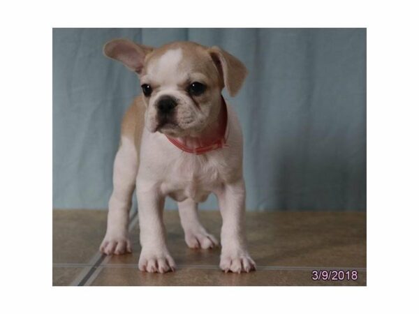 French Bulldog DOG Male Cream 21097 Petland Racine, Wisconsin