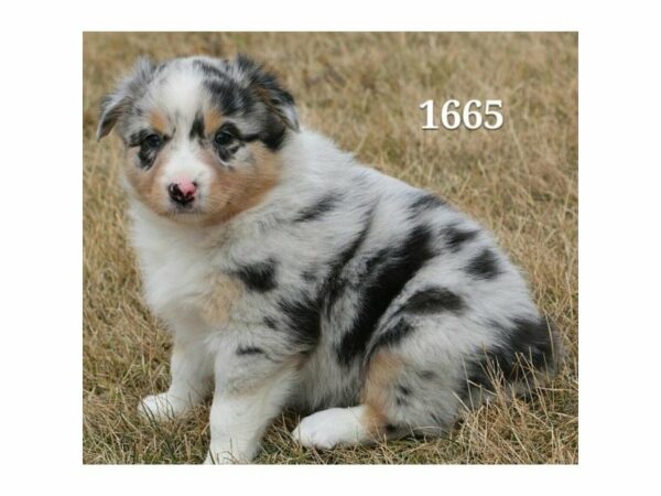 Australian Shepherd DOG Female Blue Merle 21092 Petland Racine, Wisconsin