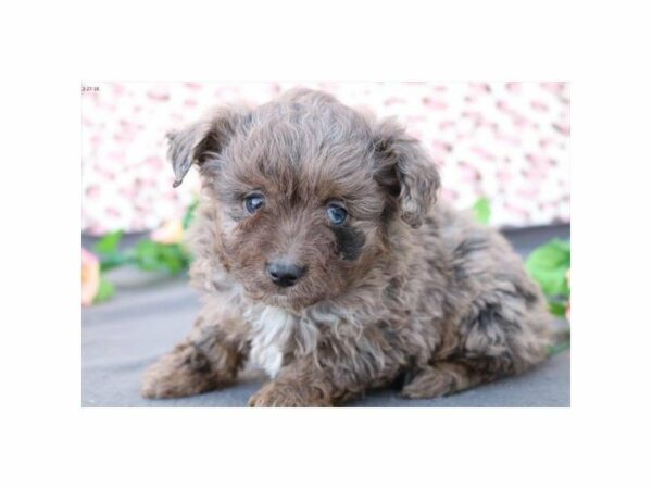 Mini Aussie Poo-DOG-Male-bl mrl-21105-Petland Racine, Wisconsin