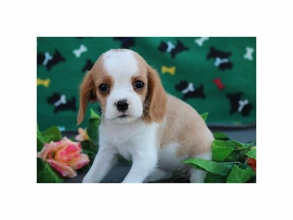 Cavabea 2nd Generation DOG Female bheim 21104 Petland Racine, Wisconsin