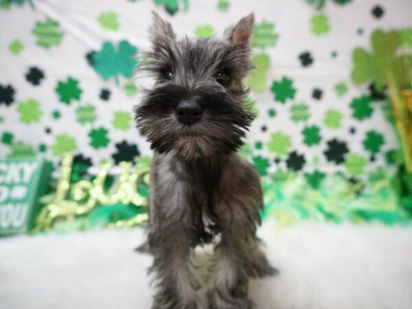 Miniature Schnauzer DOG Female SLT & PPR 21107 Petland Racine, Wisconsin