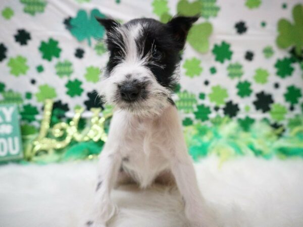 Miniature Schnauzer DOG Female BLK, PRTI 21108 Petland Racine, Wisconsin