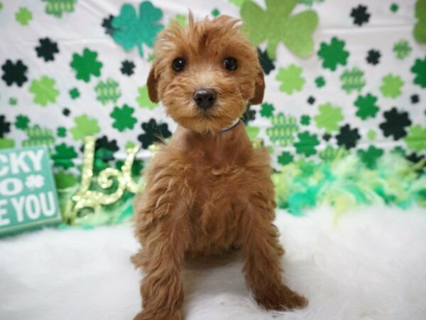 Schnoodle DOG Male RED 21117 Petland Racine, Wisconsin