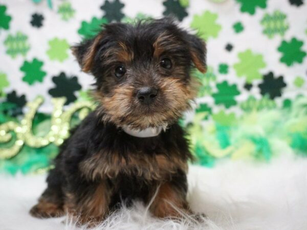 Yorkshire Terrier DOG Male BLUE/GOLD 21122 Petland Racine, Wisconsin