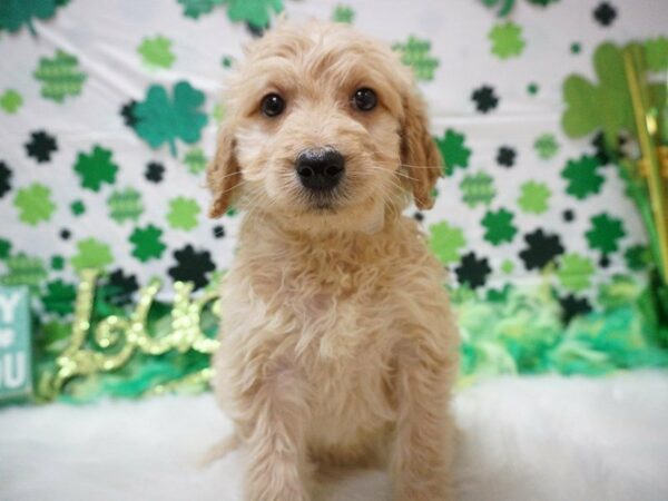 Goldendoodle DOG Female BUFF 21120 Petland Racine, Wisconsin