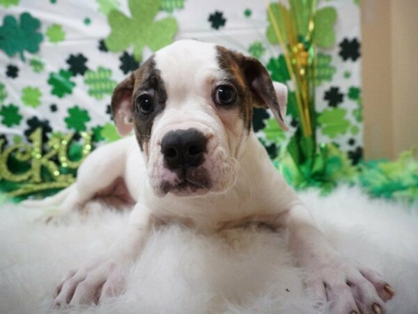 American Bulldog DOG Female WHITE 21112 Petland Racine, Wisconsin