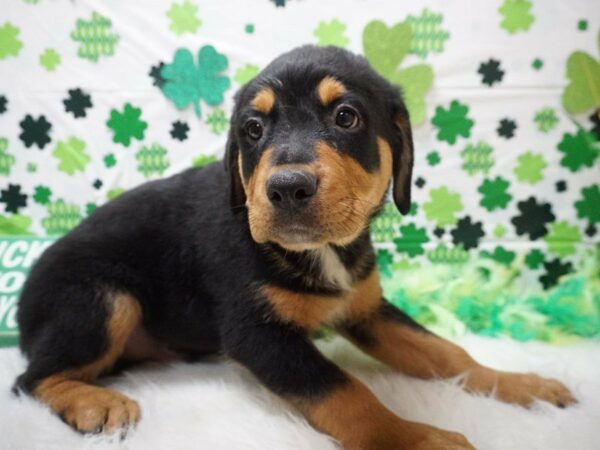 Rottweiler DOG Male BLK/RUST 21115 Petland Racine, Wisconsin